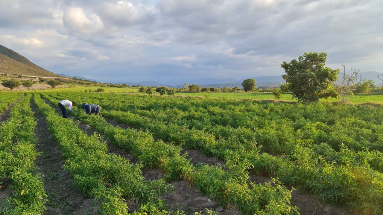 A 20 días de que venza el plazo, el Gobierno de México reitera el llamado a productores del campo para que regularicen sus concesiones de agua